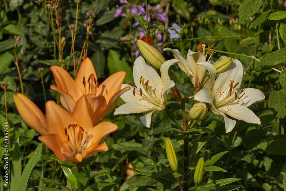 Obraz premium Lily (lat. Lilium) blooms in the garden. Lily - the genus of plants of the family of Lily (Liliaceae).