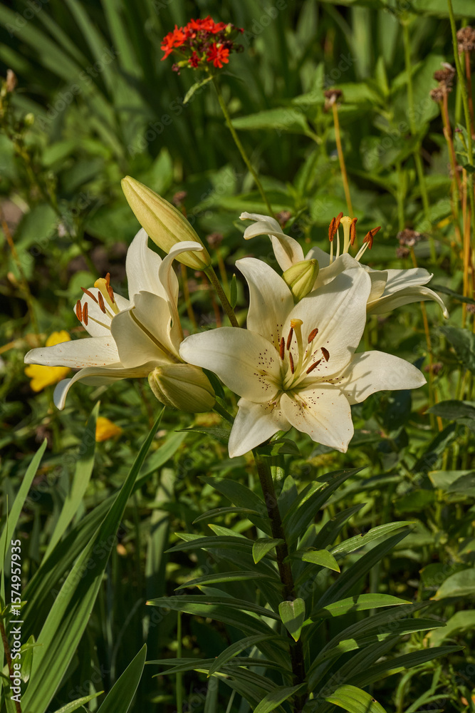 Fototapeta premium Lily (lat. Lilium) blooms in the garden. Lily - the genus of plants of the family of Lily (Liliaceae).