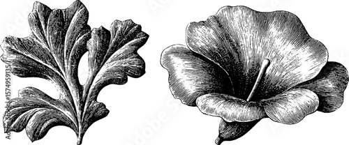 Engraved botanical illustration of scrolling vines and flowers for vintage design