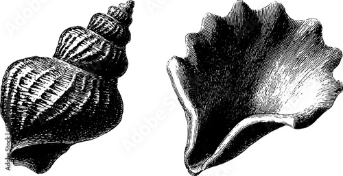 Intricate engraved sea snail shells for nautical design and art projects