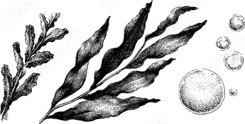 Engraved seaweed fronds and waves collection for design and print