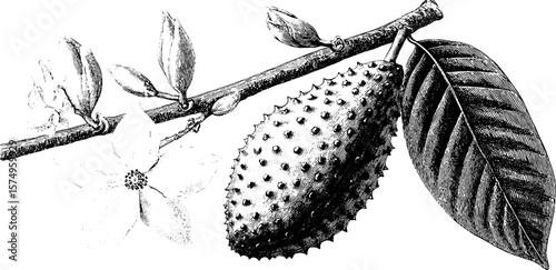 Engraved soursop fruit and branch illustration for botanical art and design