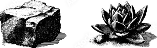 Vintage engraved illustration of succulent rosette and stone for design projects