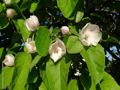 Quittenblüte