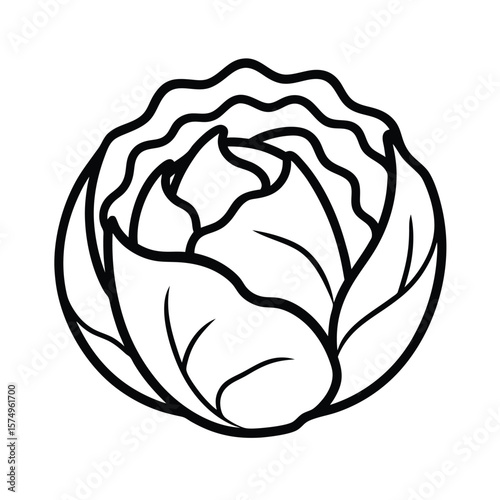 vector illustration of cabbage