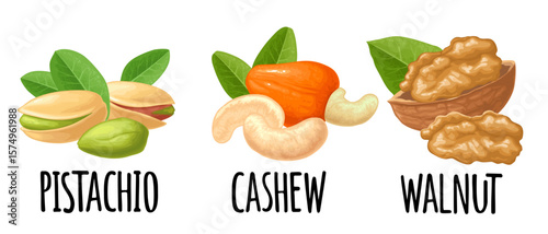 Set whole and half nut seed. Vector color realistic illustration. Isolated on white background. Handwriting lettering cashew, pistachio, walnut
