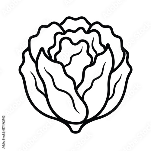 vector illustration of a lettuce