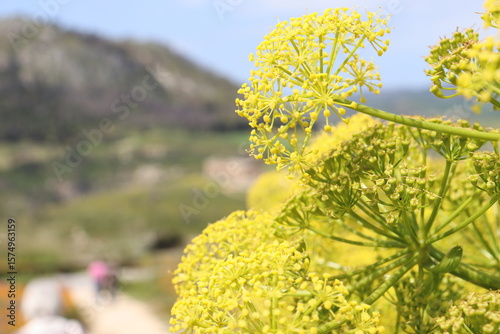 Giant Fennel (Ferula communis) in Segesta, Sicily, Italy