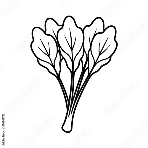 vector illustration of a spinach