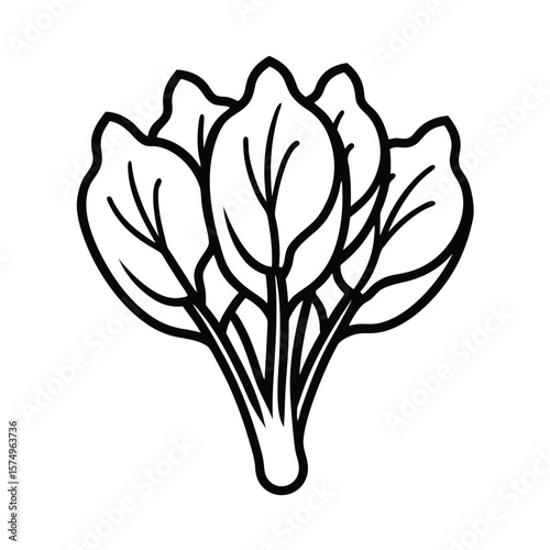 vector illustration of a spinach icon