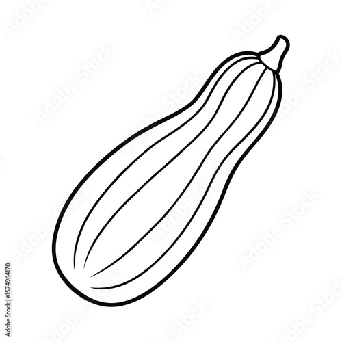 zucchini vector illustration