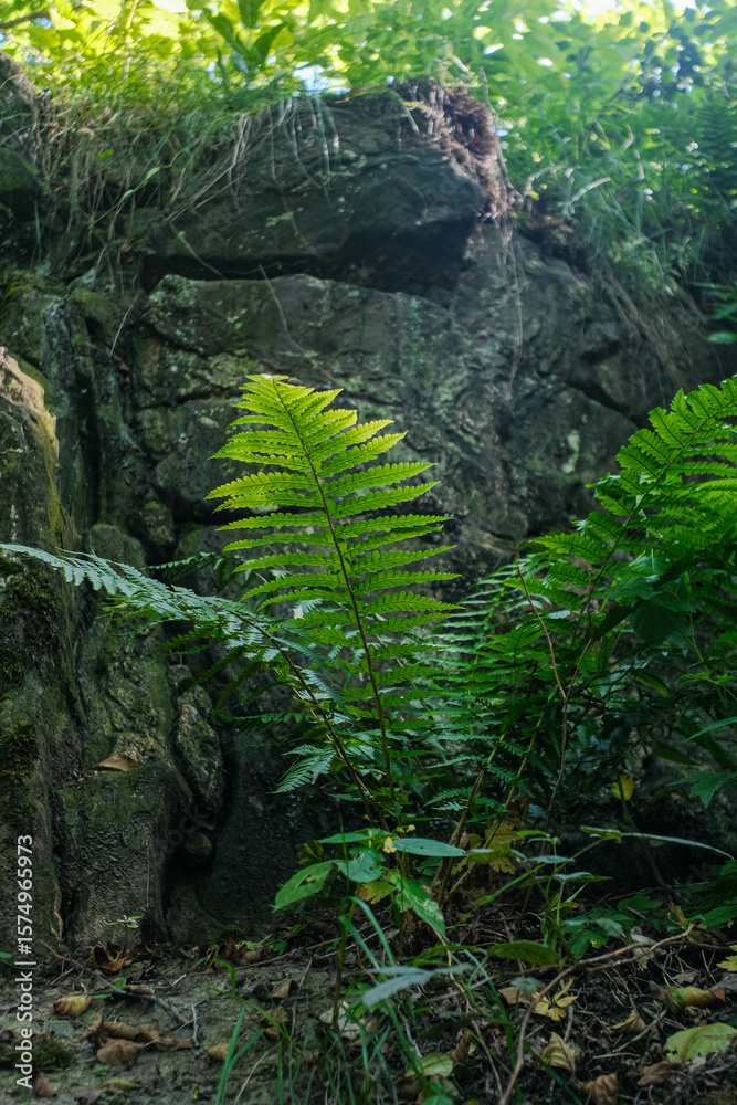 Fototapeta premium Vibrant fern with sunlit fronds against a textured, rocky background in a natural setting.