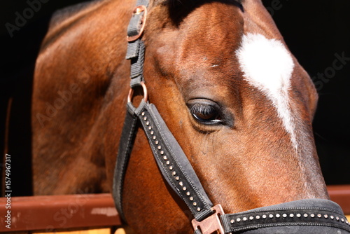 A close-up shot of a horse's head wearing a bridle, great for equine or farm-related concepts
