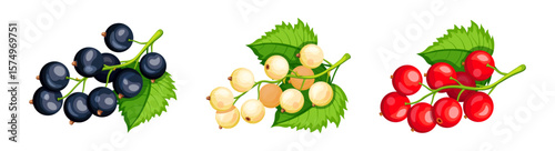 Set of black, white, red currants in cartoon style. Vector illustration of a branch of different varieties of currant berries with green leaves isolated on a white background. Bush plant.Healthy food.