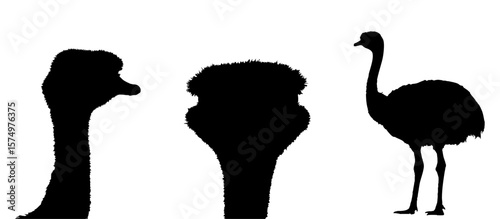 black silhouette of ostrich