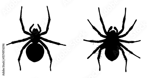 black silhouette of Top view of a spider with its long legs 