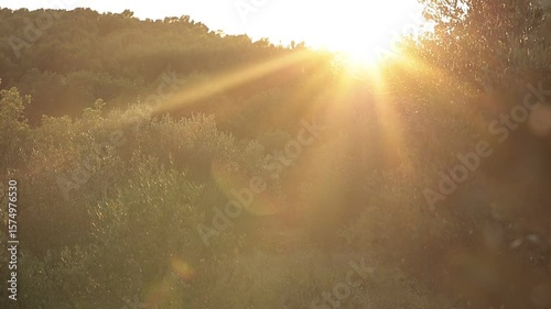 Golden Hour Through Olive Leaves A Serene Mediterranean Scene with Sunlight Filtering Through an Olive Tree, Capturing the Peaceful Essence of Nature and Rural Life in Soft Evening Light