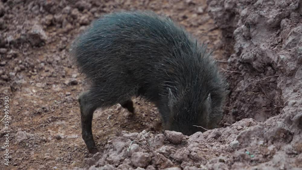 Close view of peccary pigs family walking around in mud on. a cloudy day Close view of peccary pigs family walking around in mud on. a cloudy day