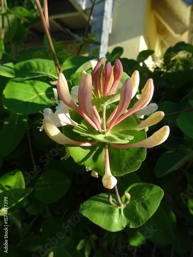Geißblatt Blüte Nahaufnahme