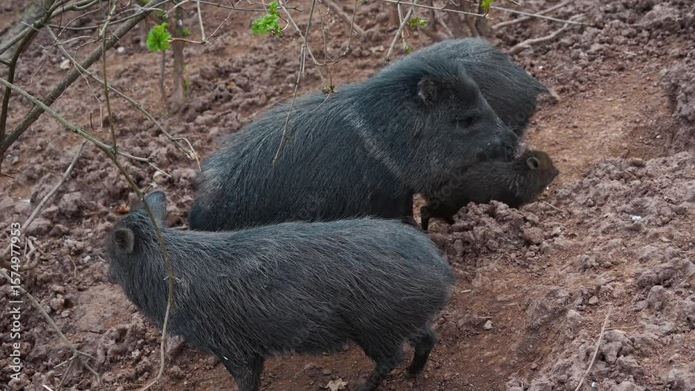 Close view of peccary pigs family walking around in mud on. a cloudy day Close view of peccary pigs family walking around in mud on. a cloudy day