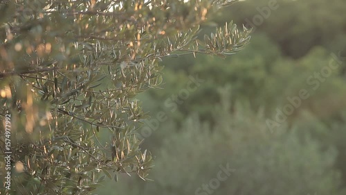 Golden Hour Through Olive Leaves A Serene Mediterranean Scene with Sunlight Filtering Through an Olive Tree, Capturing the Peaceful Essence of Nature and Rural Life in Soft Evening Light