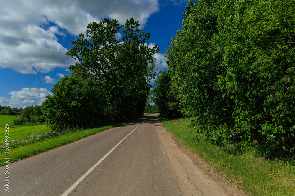 Fototapeta premium Road view on a summer day. Highways, roadside and white road line markings.