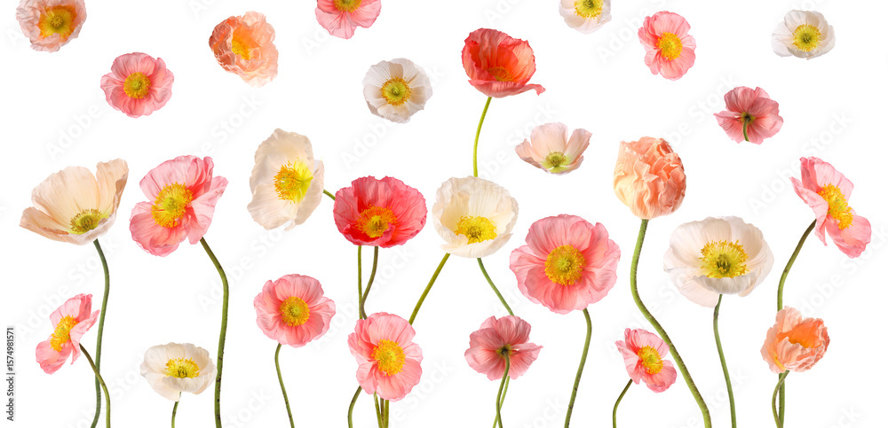 Fototapeta premium Beautiful poppy flowers on white background, collage. Meadow plant