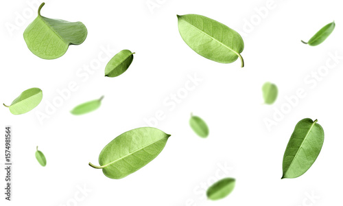 Fresh green leaves in air on white background
