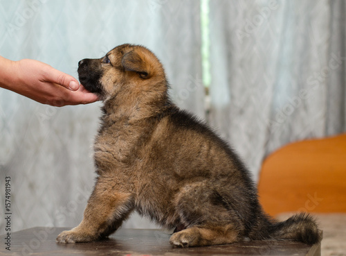 Adorable wolfdog GSD mix puppy sitting on table, gentle hand lifting chin for profile view. Side portrait, one month old. Soft focus background, shallow DOF