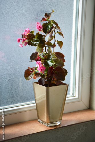 Pink Begonias Doublet Rose flower plant