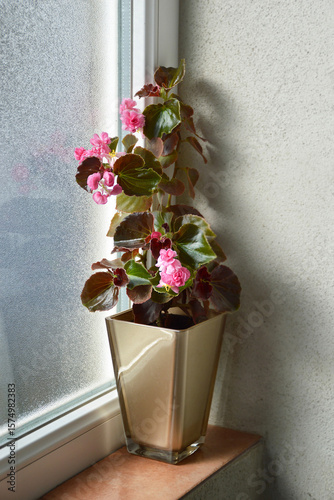 Pink Begonias Doublet Rose flower plant on windowsill