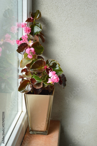 Pink Begonias Doublet Rose flower plant on windowsill