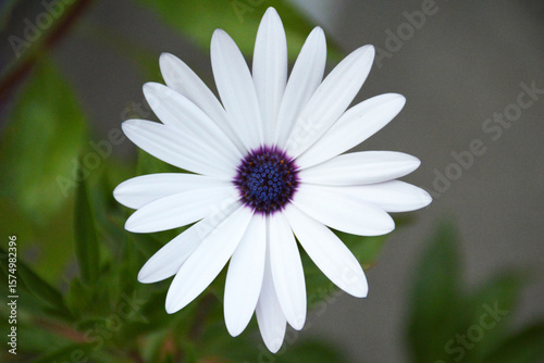 African daisy flowering in the garden, top view