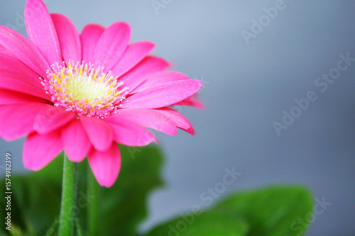 Gerbera daisy background with copy space