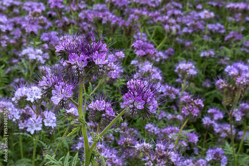 Flowering phacelia in a field on a sunny summer day, close-up