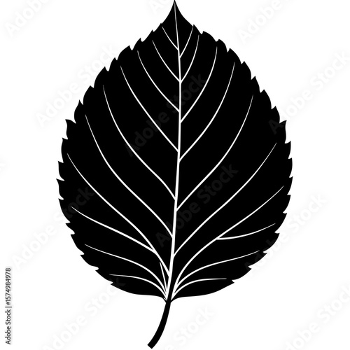 Beech Leaf Silhouette