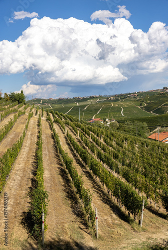 Langhe vineyards near Barolo Unesco Site, Piedmont, Italy