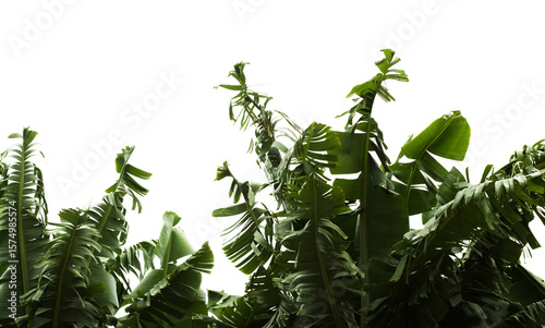 Horticulture of Gran Canaria - banana plants with leaves torn into strips by winds 