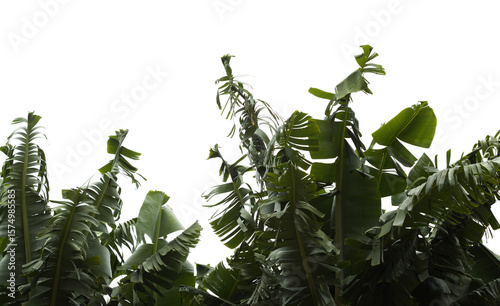 Horticulture of Gran Canaria - banana plants with leaves torn into strips by winds 