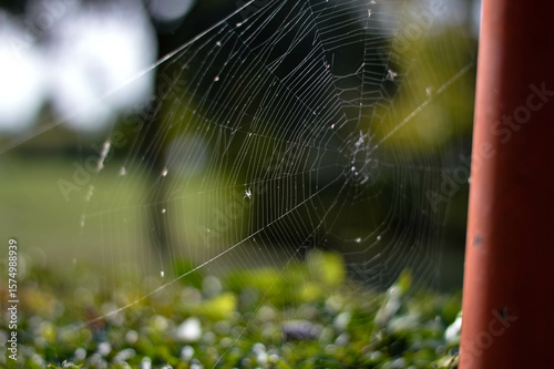 spider web with dew drops