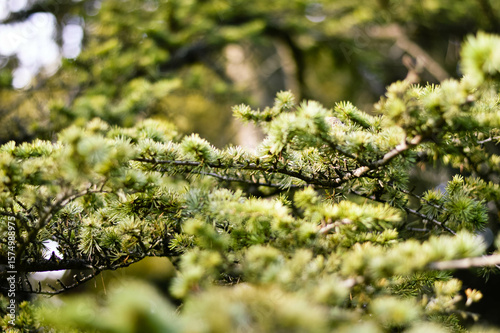 moss on tree
