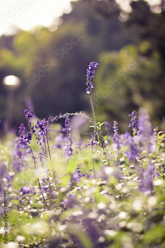 butterfly on lavender