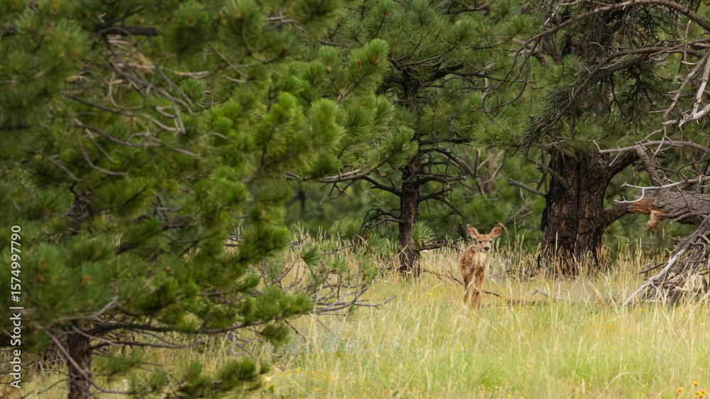 Softly breathing in the morning air, the fawn flicks its ears at every forest sound, a wild heart new to the world. Softly breathing in the morning air, the fawn flicks its ears at every forest sound, a wild heart new to the world.