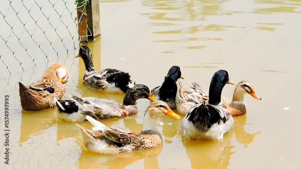Ducks of various colors and patterns swimming in a calm body of water.

