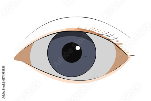 Eye illustration drawing with realistic features for medical or artistic use