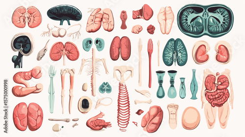 Flat Vector Bundle of Body Parts and Organs Icons for Medical Illustration
