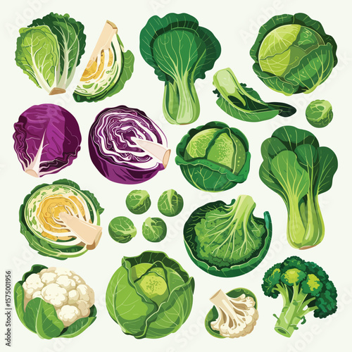 Assortment of fresh green and red cabbage cauliflower broccoli and bok choy