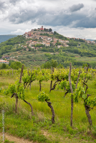 Motovun hilltop town with vineyard landscape in Croatia.