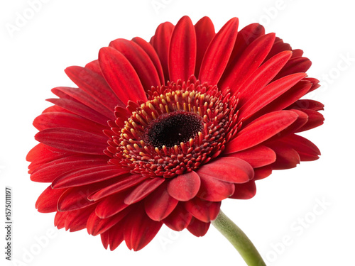 red gerbera daisy flower bloom vibrant petals close-up photography natural beauty garden isolated on white background.