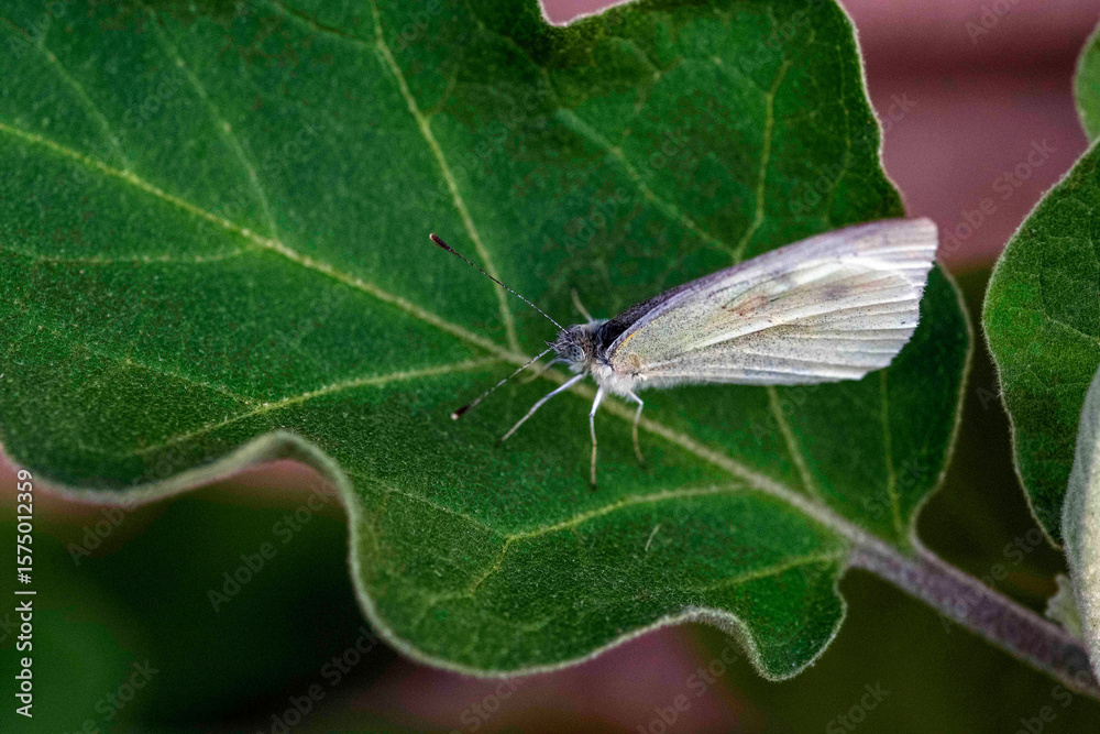 Obraz premium Cabbage White Butterfly (Pieris rapae)